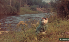 PURR：Hyperliquid 贝塔投资